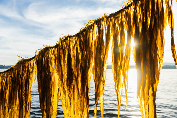 kelp growing on lines