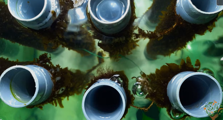 seaweed seedlings on spools
